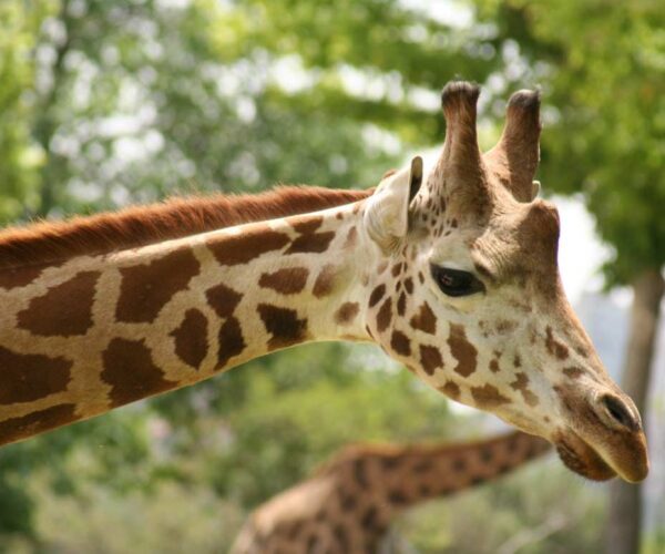 Masai Giraffe Profile: Facts, Description, Diet, Traits, Habitat