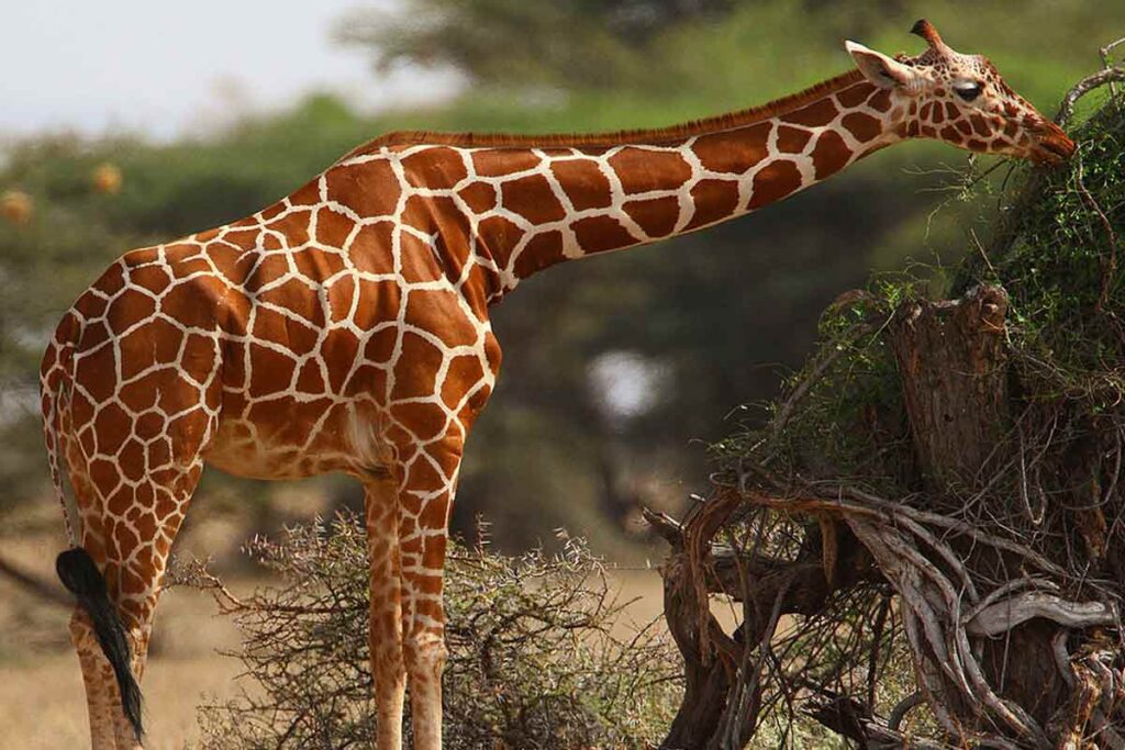 59 Reticulated Giraffe Fun Facts: Habitat, Diet, Range, More - Mammal Age