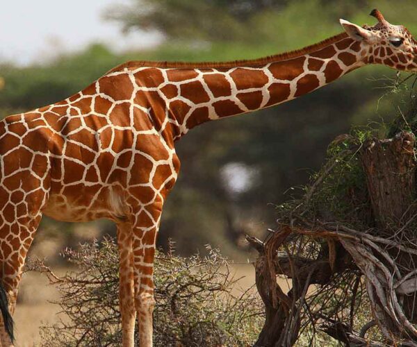 59 Reticulated Giraffe Fun Facts: Habitat, Diet, Range, More