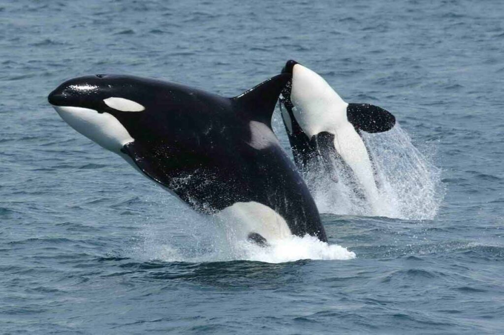 What is a Group of Dolphins Called? Adaptations, Survivals - Mammal Age