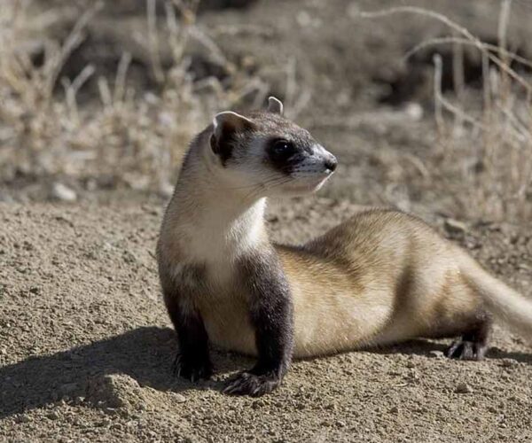 Black Footed Ferret (Mustela nigripes) Profile, Facts, Habitat