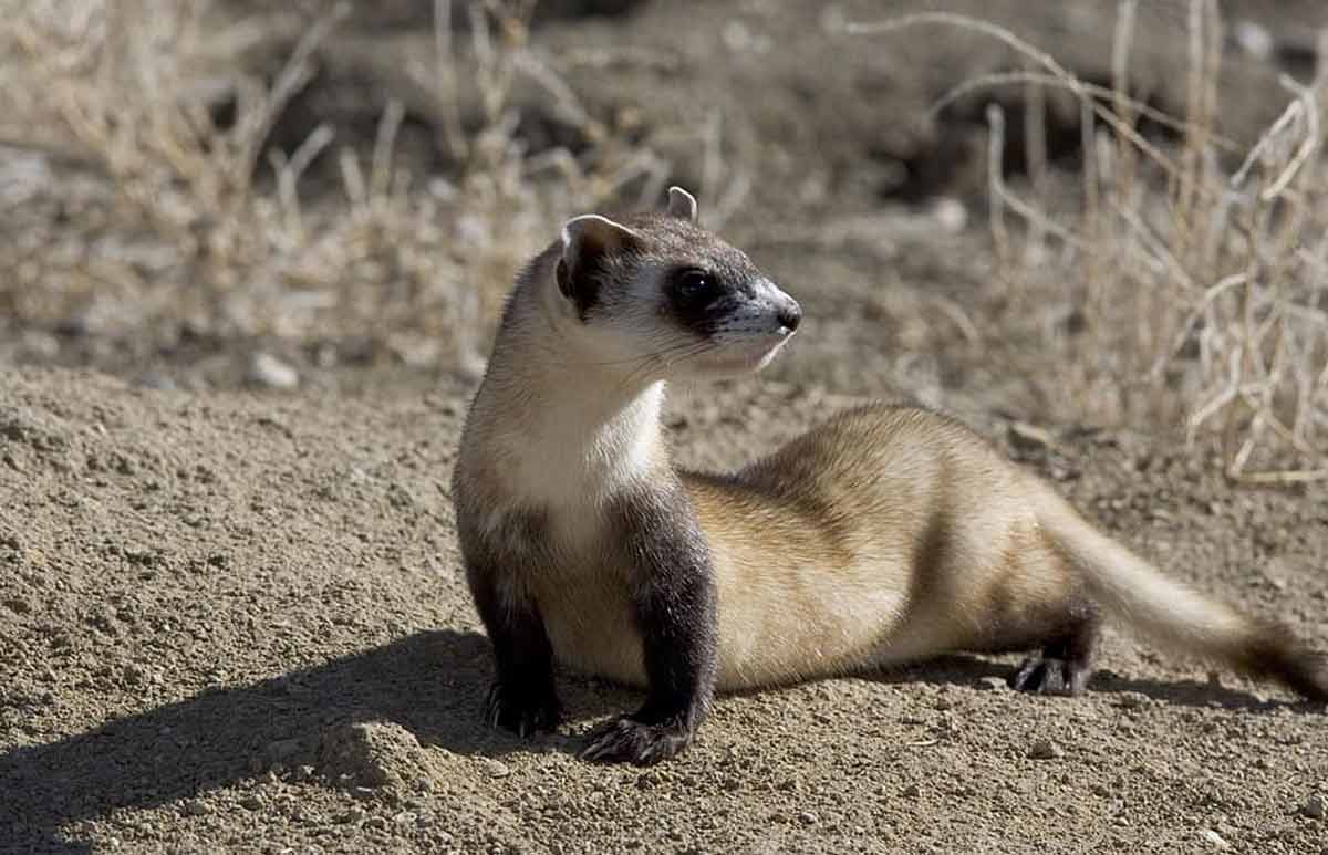 Black Footed Ferret (Mustela nigripes) Profile, Facts, Habitat