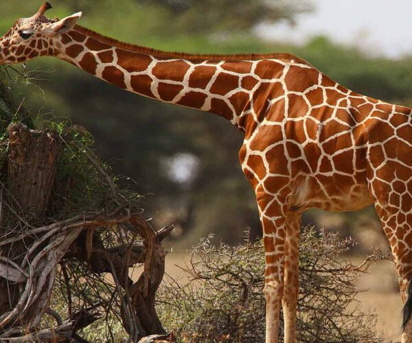 Nubian Giraffe Profile: Facts, Habitat, Diet, Behavior, Size