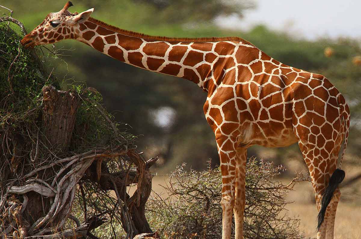 Nubian Giraffe Profile: Facts, Habitat, Diet, Behavior, Size