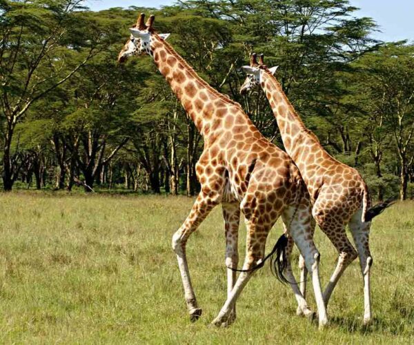 34 Southern Giraffe Profile Interesting, Fun, Cool Facts
