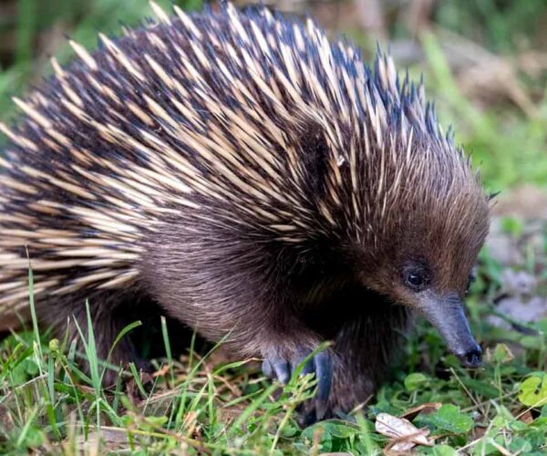 28 Western Long-beaked Echidna Profile Interesting Facts