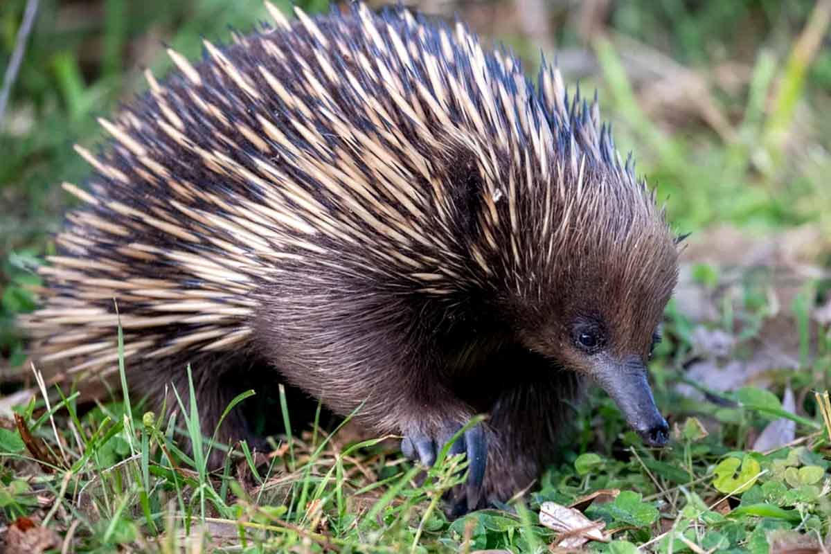 28 Western Long-beaked Echidna Profile Interesting Facts