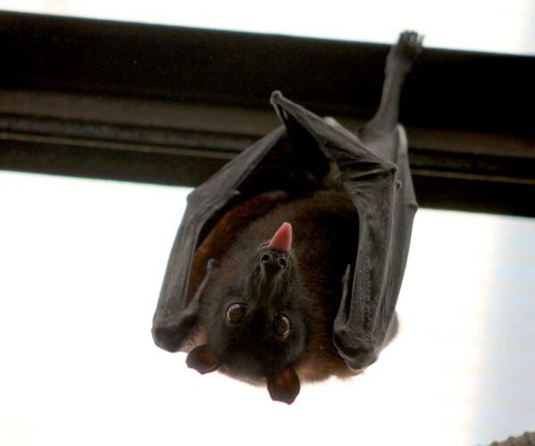 Vampire Bat Profile, Traits, Diet, Hunting, Habitat, Breeding