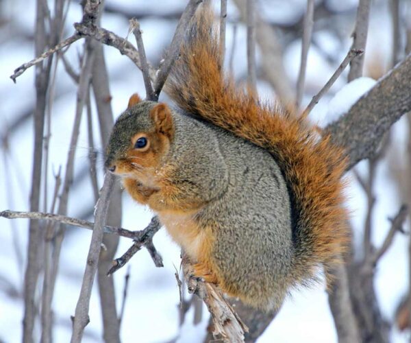 32 Fox Squirrel (Sciurus niger) Interesting Profile Facts