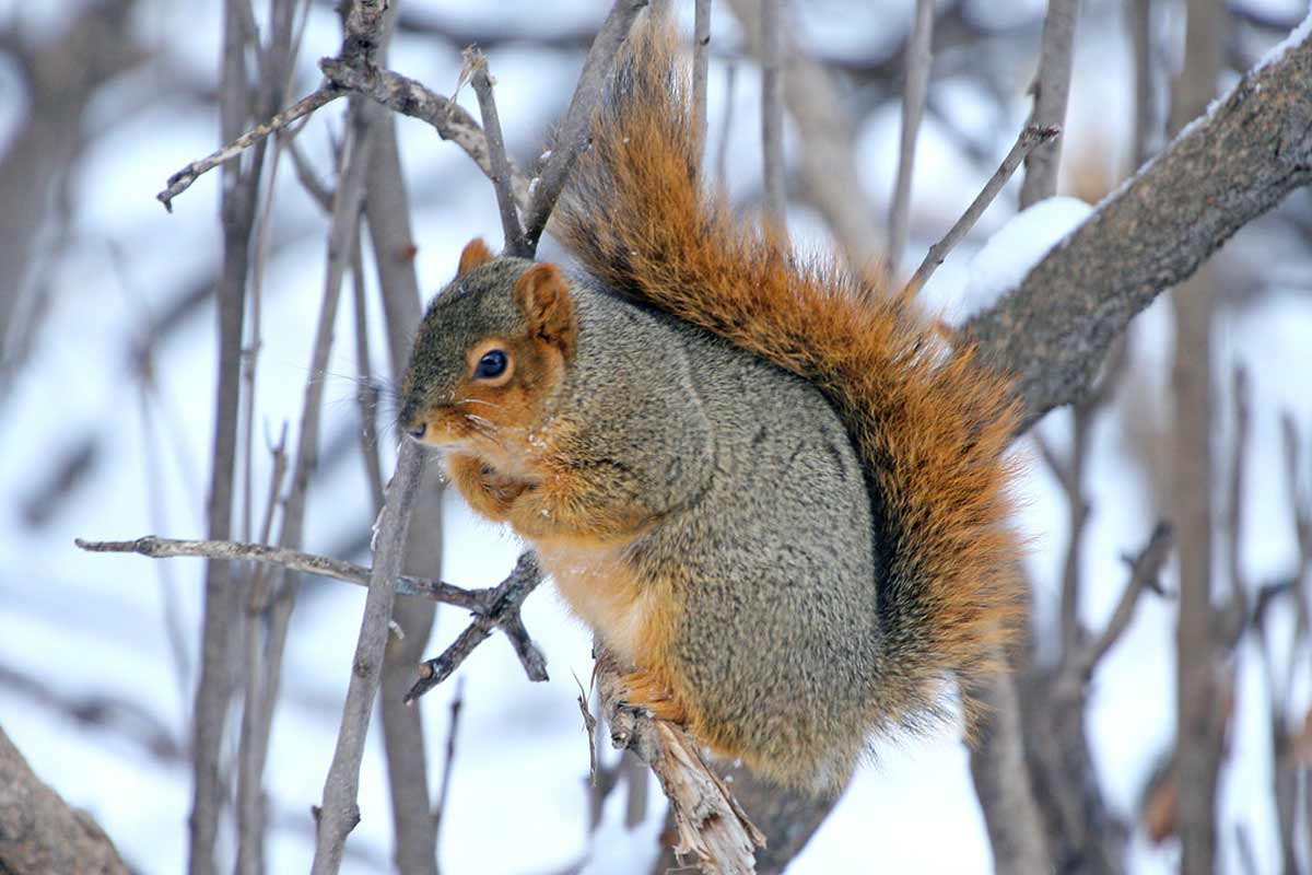 32 Fox Squirrel (Sciurus niger) Interesting Profile Facts