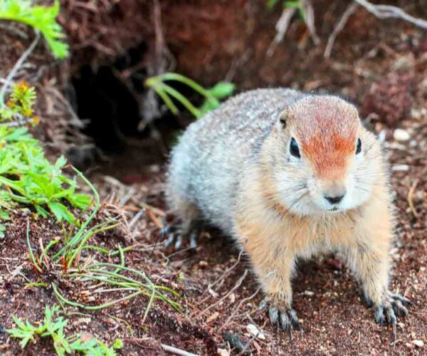 33 Ground Squirrel Profile Facts: Traits, Color, Habitat, More