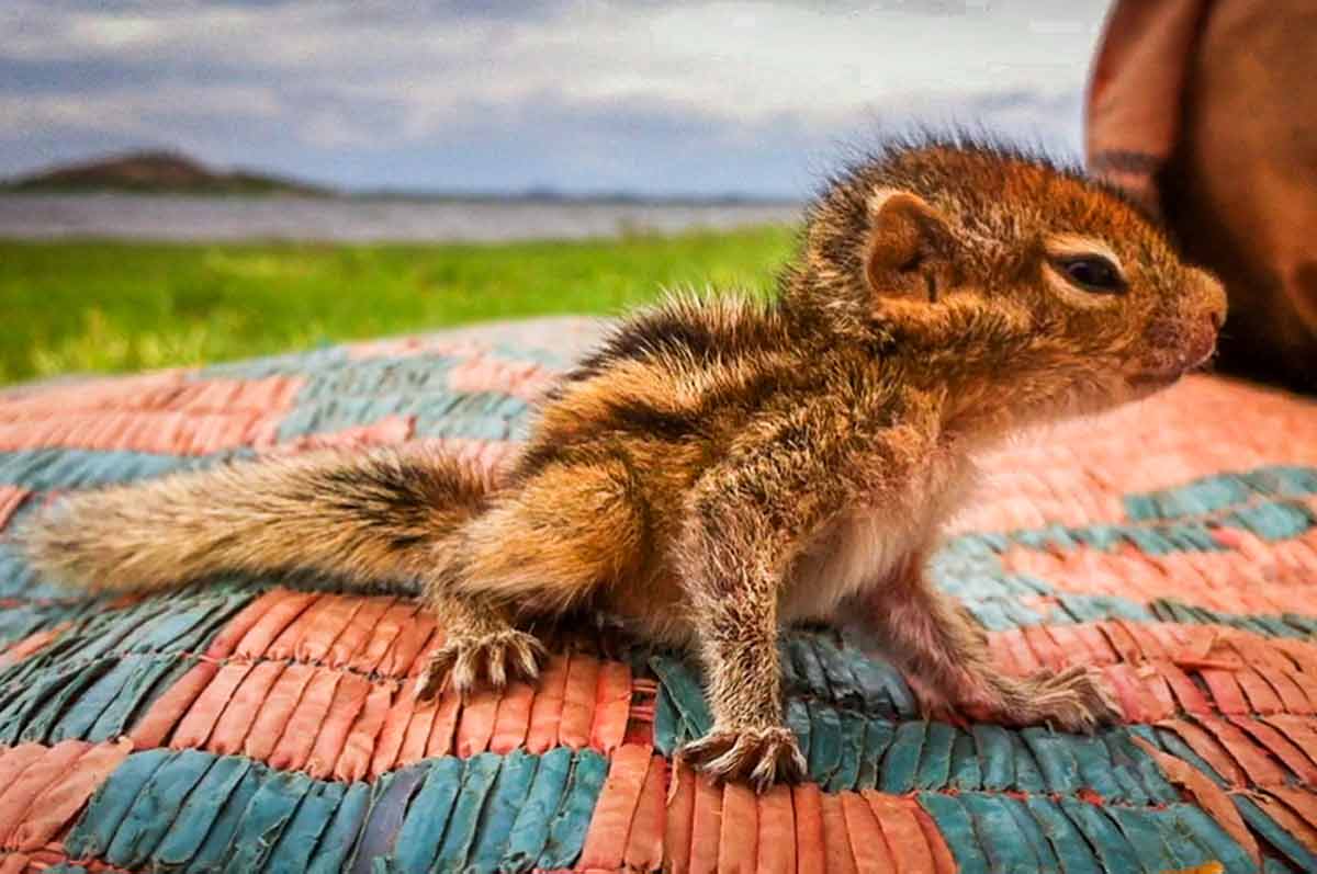 How to Take Care of a Baby Squirrel: A Beginner’s Guide