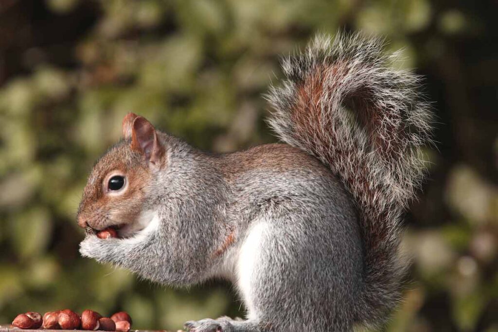 42 Tree Squirrel Profile Facts Nest, Lifespan, Habitat, More Mammal Age