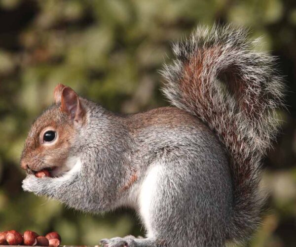 42 Tree Squirrel Profile Facts: Nest, Lifespan, Habitat, More