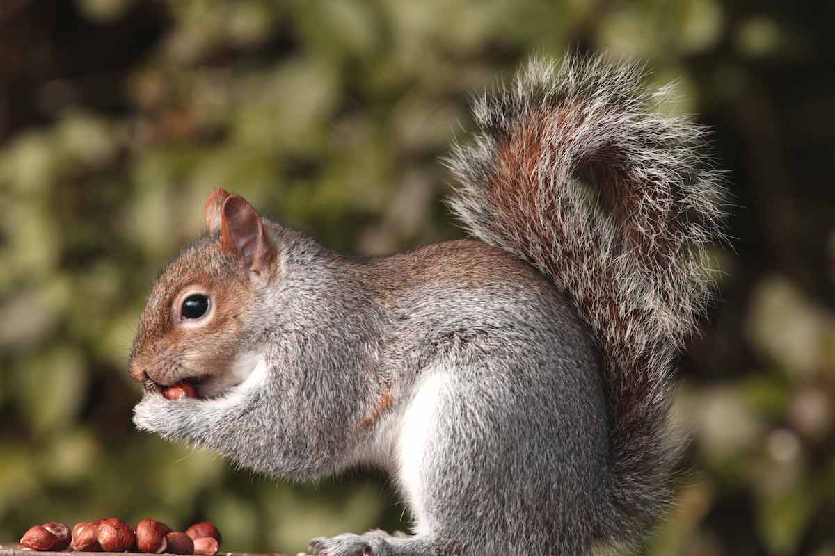 42 Tree Squirrel Profile Facts: Nest, Lifespan, Habitat, More