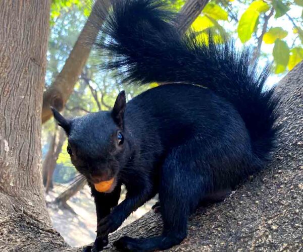 26 Black Squirrel Profile Facts: Range, Habitat, Diet, Ecology