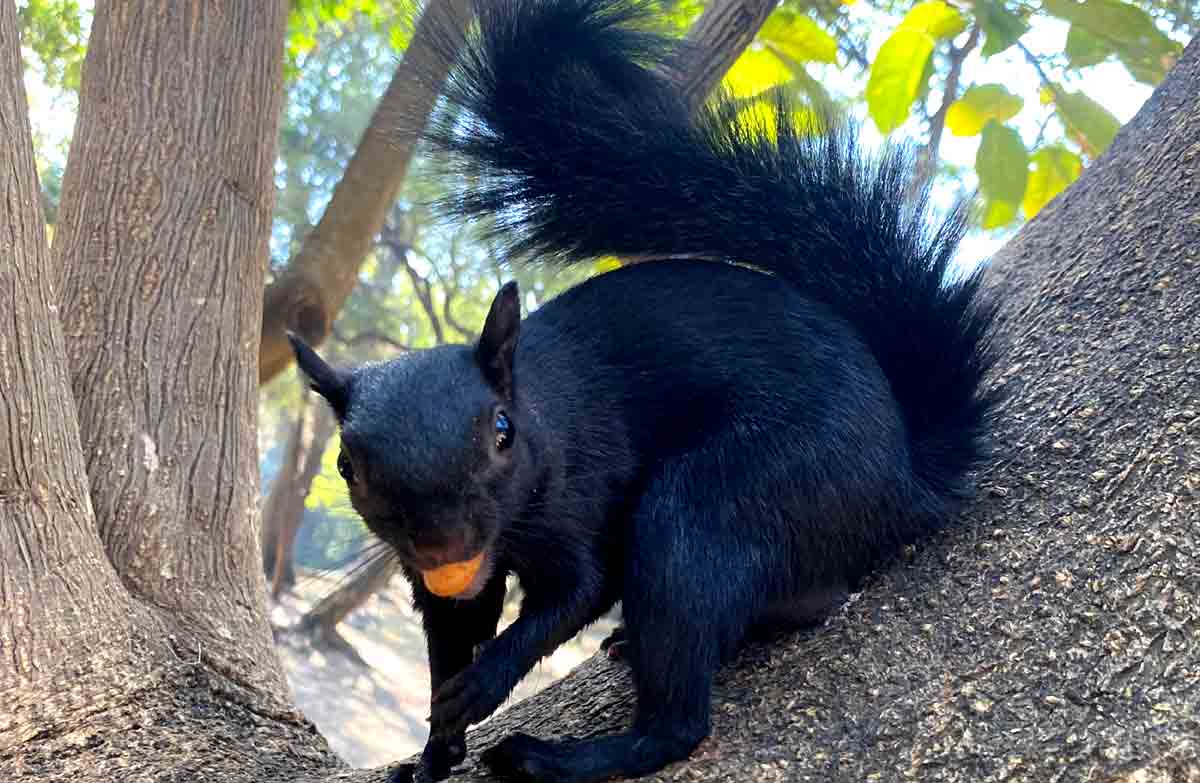 26 Black Squirrel Profile Facts: Range, Habitat, Diet, Ecology