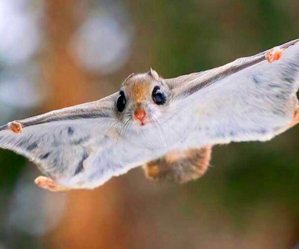 Flying Squirrel Profile: Facts, Traits, Odors, Life Cycle, Diet