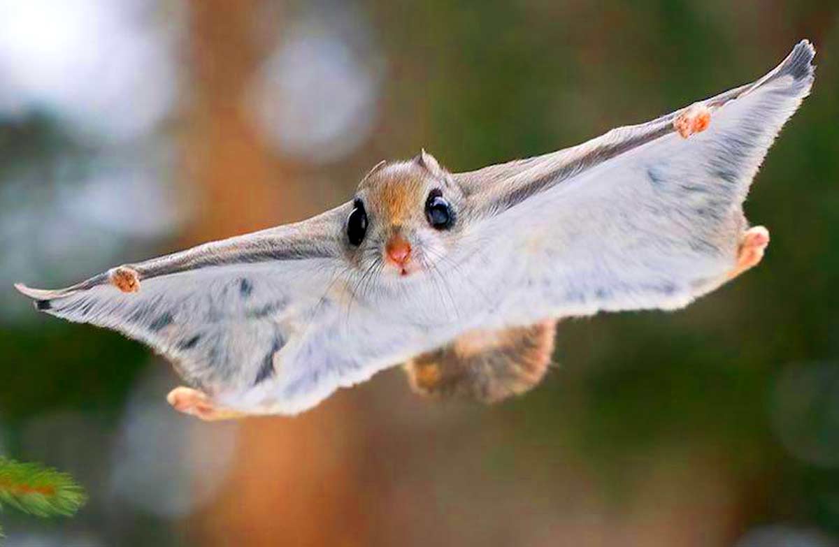 Flying Squirrel Profile: Facts, Traits, Odors, Life Cycle, Diet
