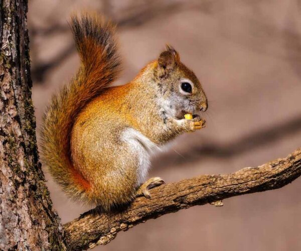 48 Red Squirrel (Cirrus vulgaris) Interesting Profile Facts