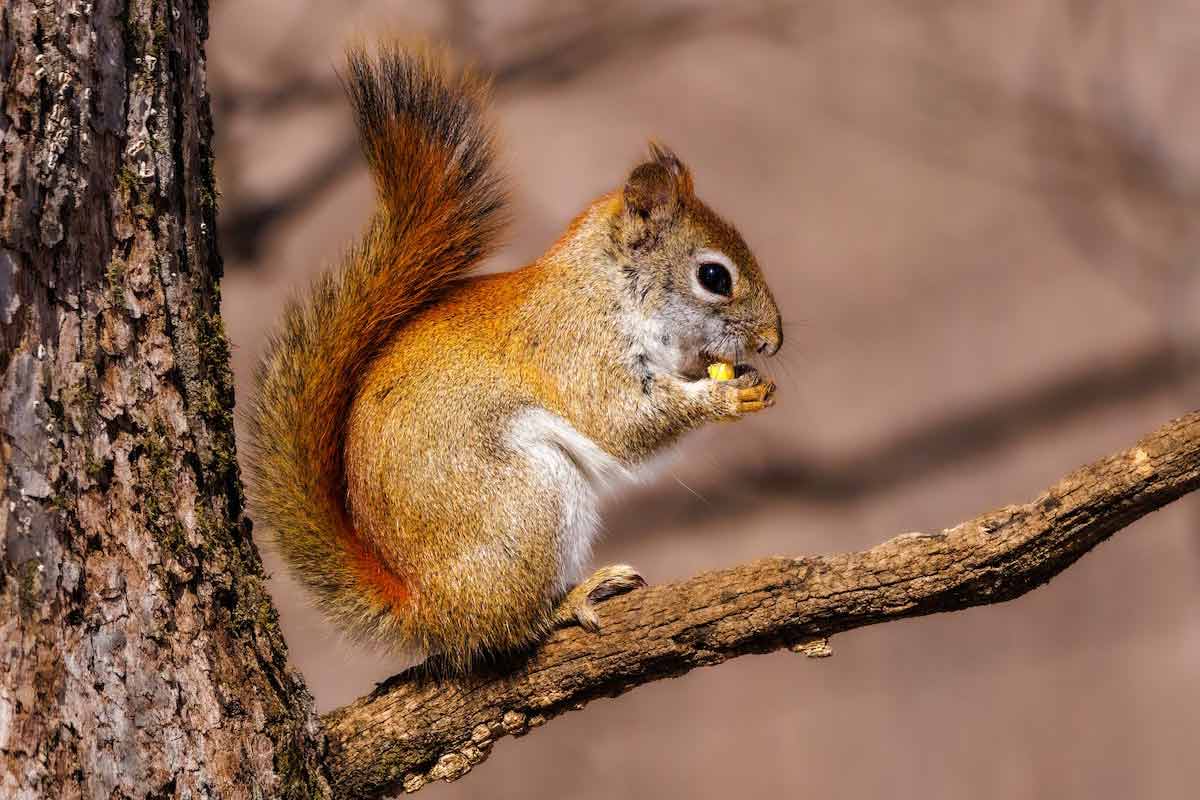 48 Red Squirrel (Cirrus vulgaris) Interesting Profile Facts