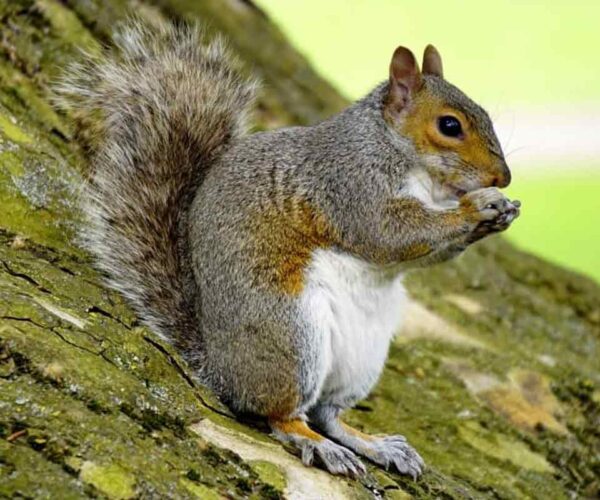58 Gray Squirrel Profile Facts: Diet, Range, Fur, Traits, More