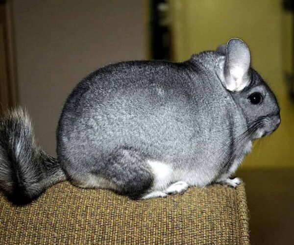 Long Tailed Chinchilla Profile, Facts, Habitat, Diet, Predators