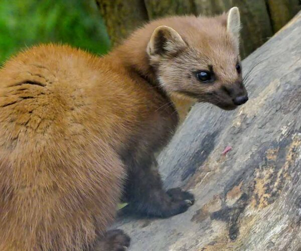 29 European Pine Marten Profile Interesting, Fun, Cool Facts