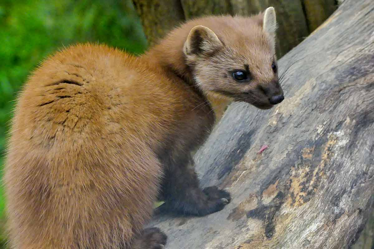 29 European Pine Marten Profile Interesting, Fun, Cool Facts