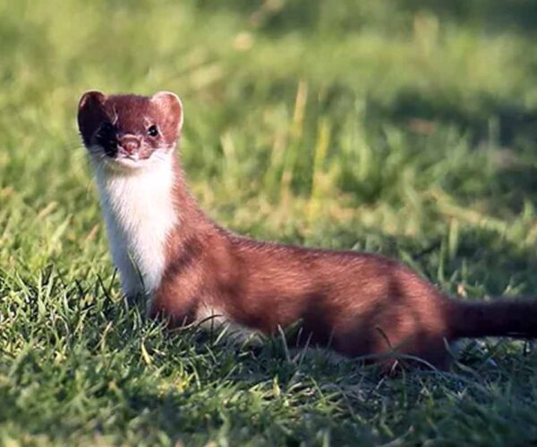 74 Least Weasel (Mustela Nivalis) Lesser Weasel Fun Facts