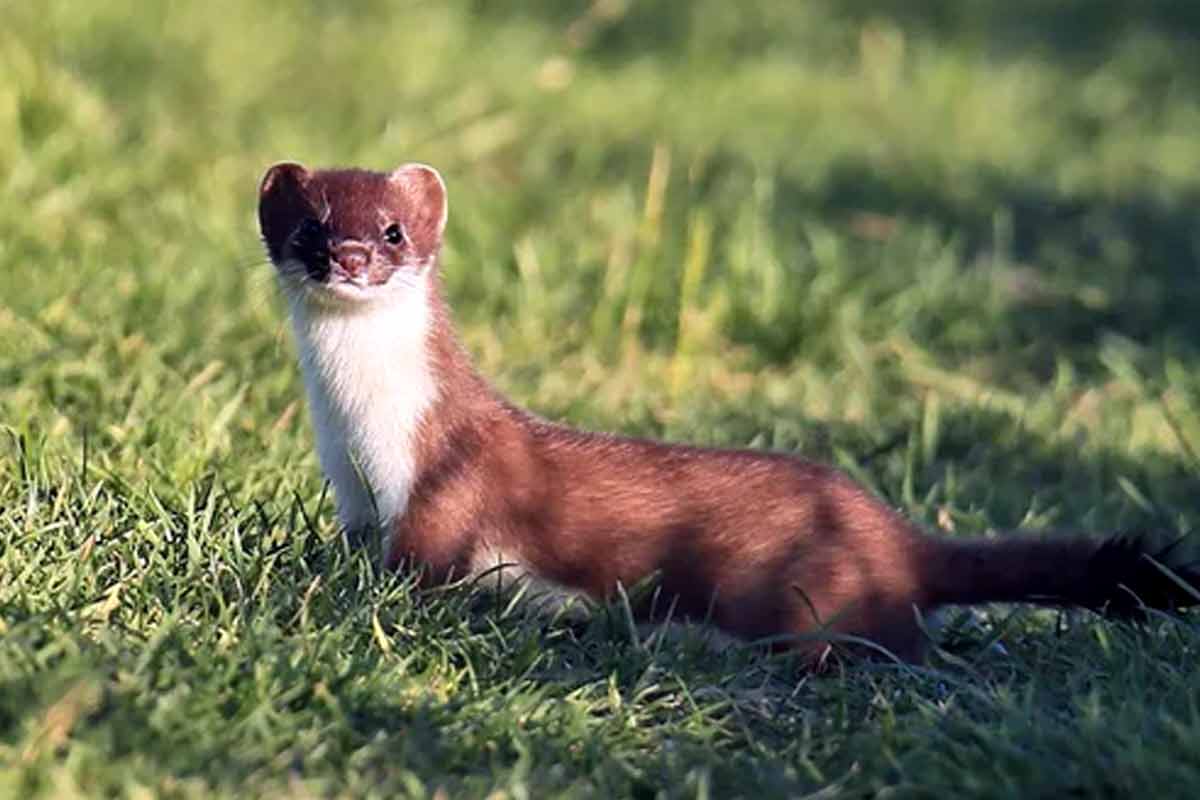 74 Least Weasel (Mustela Nivalis) Lesser Weasel Fun Facts