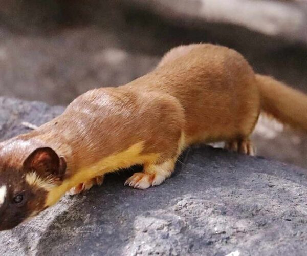 62 Long-Tailed Weasel Profile Facts: Habitat, Size, Diet, More