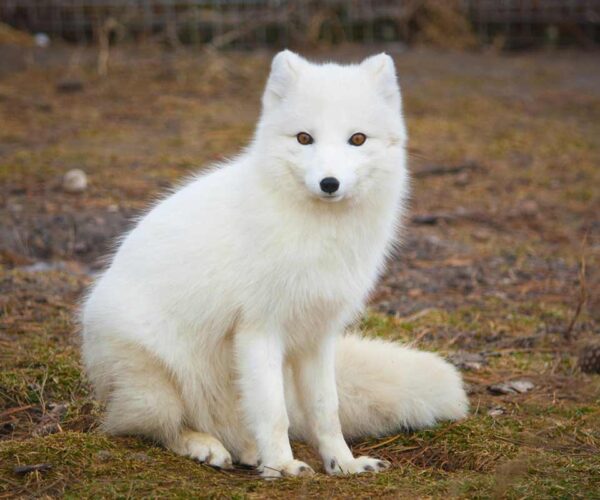 66 Arctic Fox Fun Facts: Description, Profile, Conservation