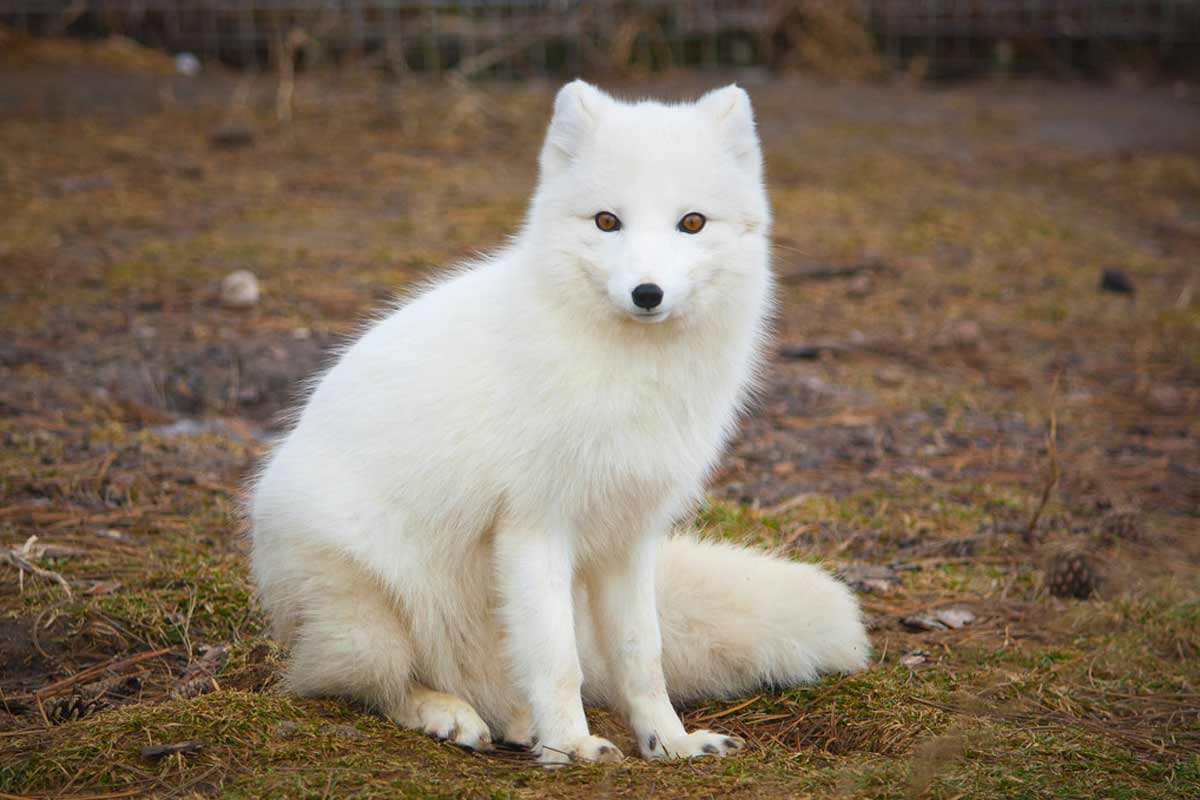 66 Arctic Fox Fun Facts: Description, Profile, Conservation