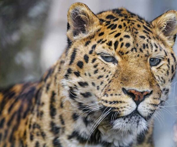 52 Amur Leopard Interesting, Cool Facts and Information