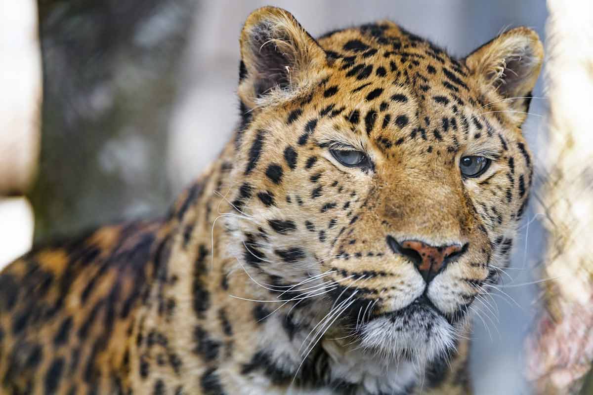 52 Amur Leopard Interesting, Cool Facts and Information