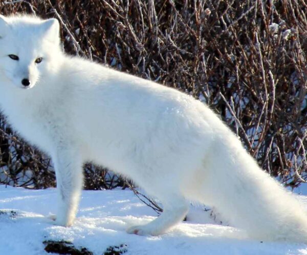 16 Arctic Fox Adaptations Tricks in the Tundra Region