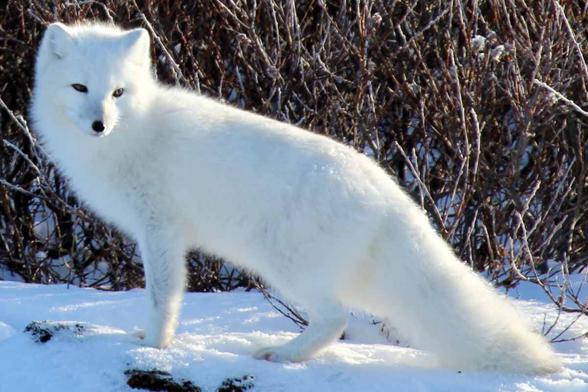 16 Arctic Fox Adaptations Tricks in the Tundra Region