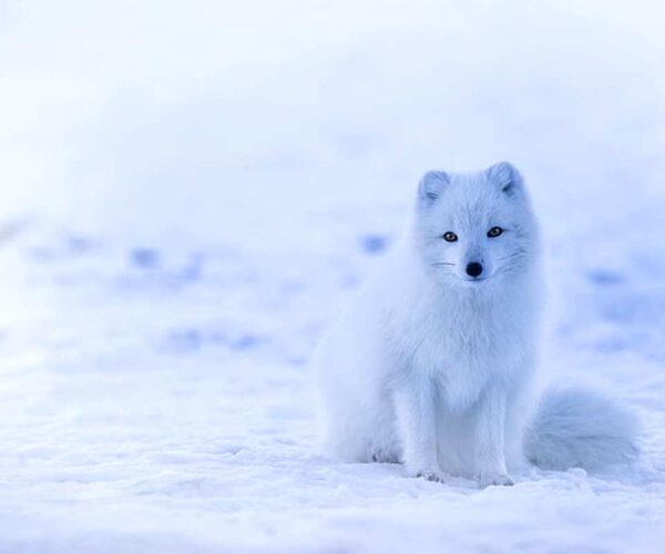 Arctic Fox Endangered: 46 Threats and Conservation Facts