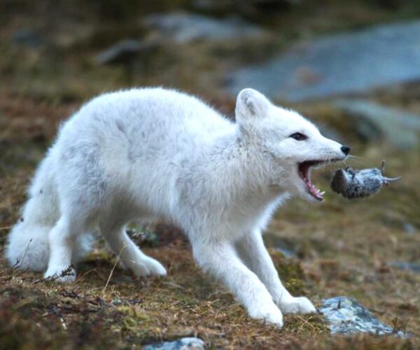 Arctic Fox Stand and Food Chain: 24 Interesting, Fun Facts