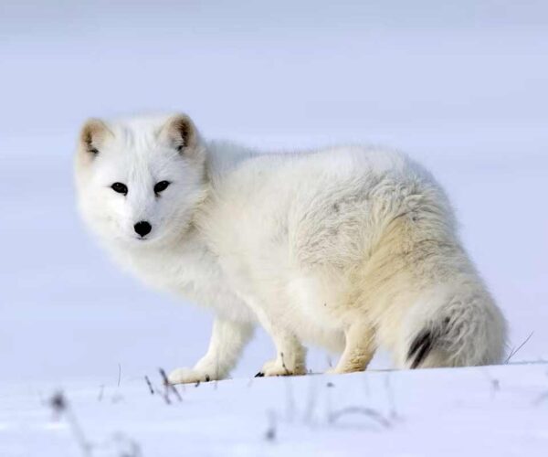 50 Arctic Fox Interesting Facts: Profile, Traits, Skills, Diet, More