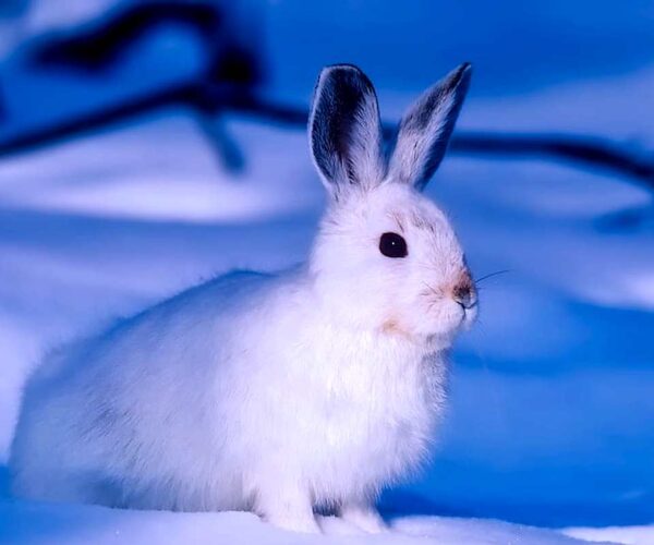 27 Arctic Hare Adaptations and Survival Facts & Factors
