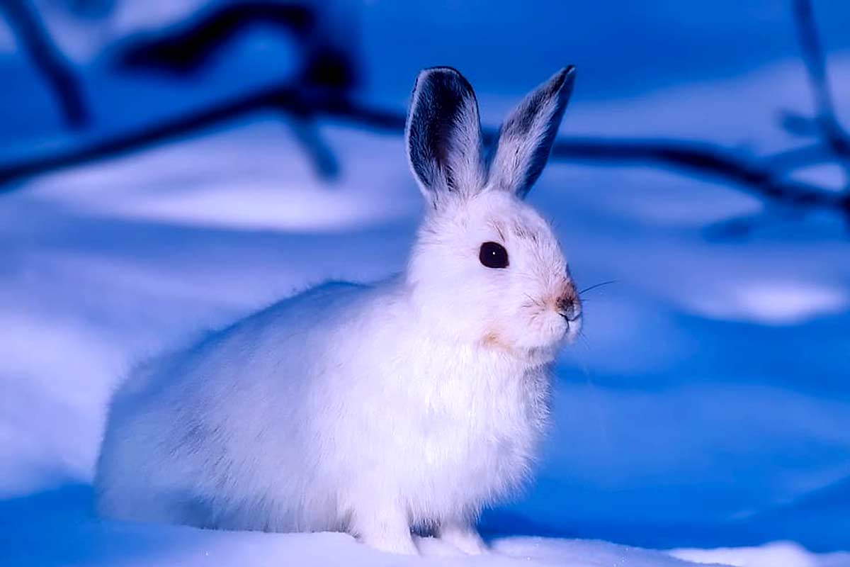27 Arctic Hare Adaptations and Survival Facts & Factors