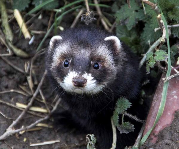 44 European Polecat, Mustela putorius, Ferret Profile Facts