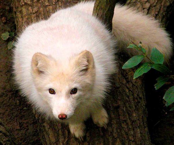 24 Arctic Fox Life Cycle Facts: Stages, Adaptation, Diet, More