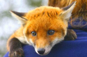 Cute christmas onesie for toddler