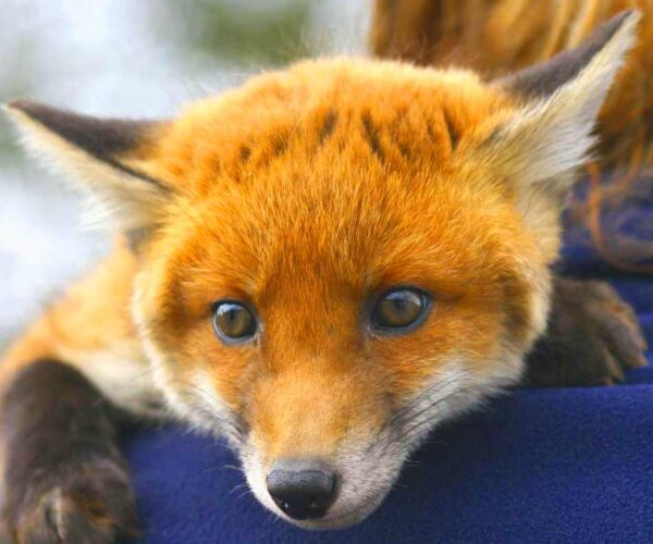 Domesticated Arctic Fox Profile: Facts, Traits, Pet, Range, Diet