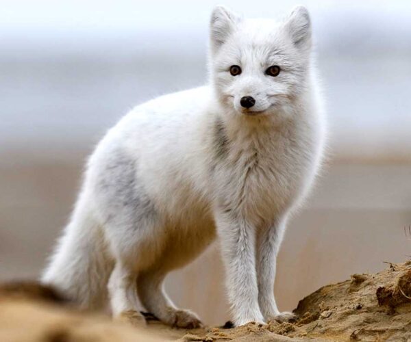 All About Arctic Foxes: Profile, Facts, Adaptation, More