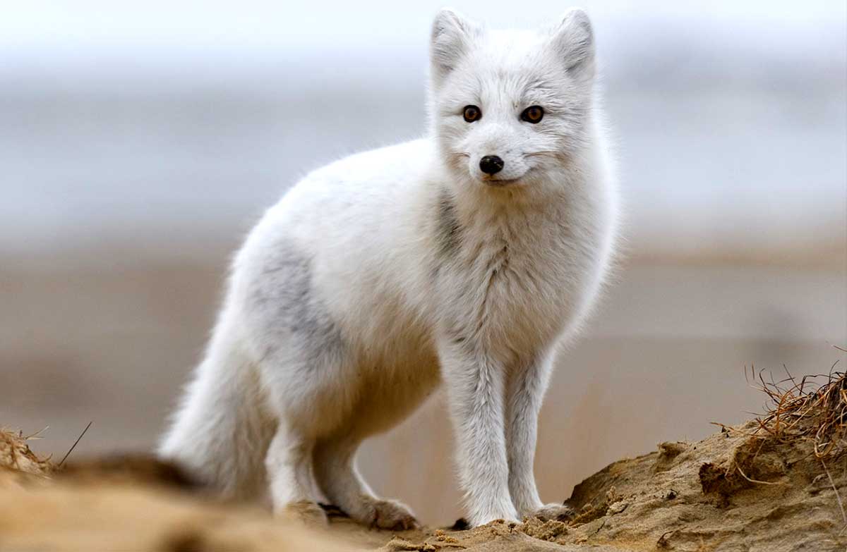 All About Arctic Foxes: Profile, Facts, Adaptation, More