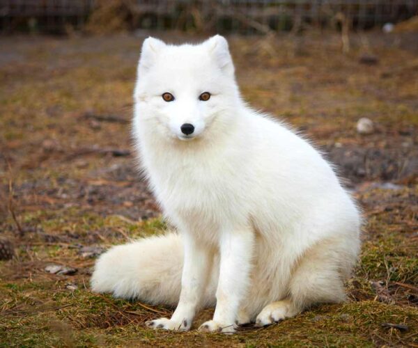 45 Arctic Fox Fun, Cool, Amazing Interesting Facts